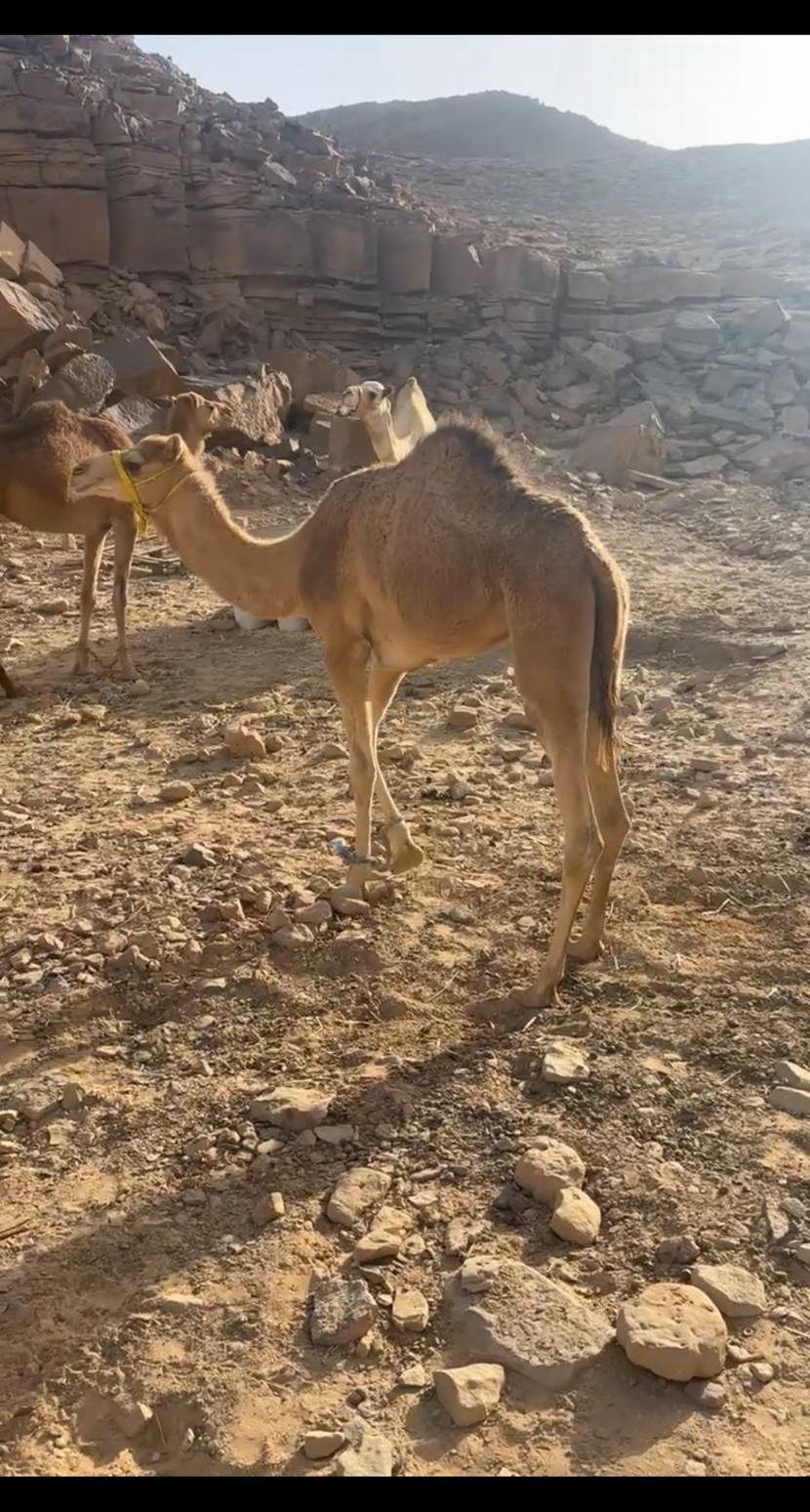 بكره