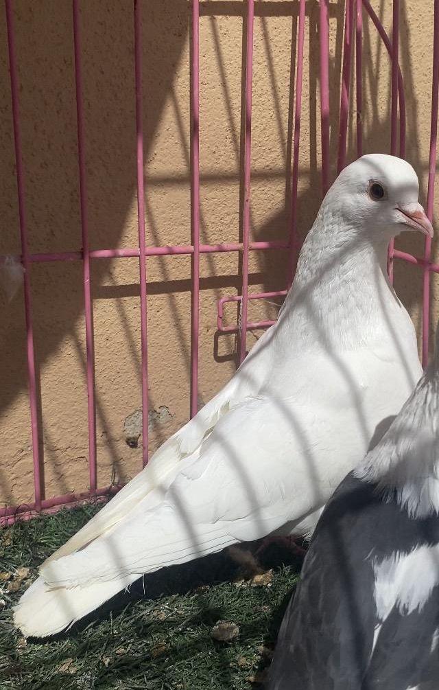حمام ذكر صنعاني