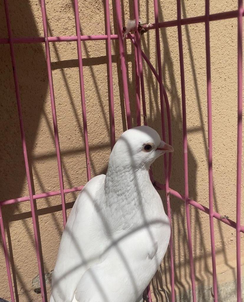 حمام ذكر صنعاني