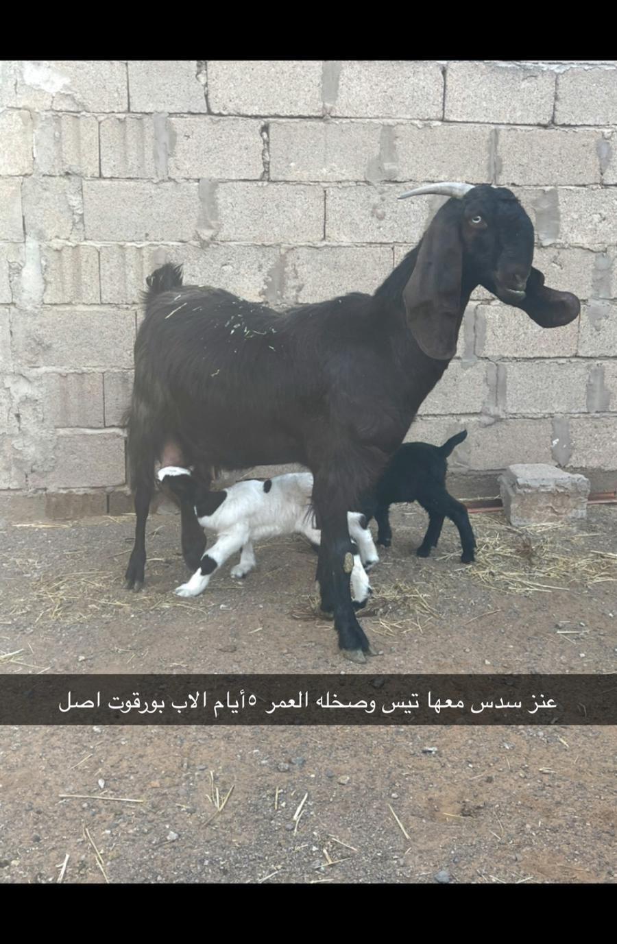 اربع معزاء للبيع
