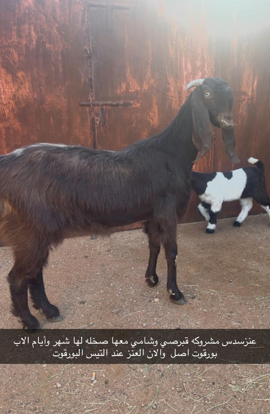 اربع معزاء للبيع
