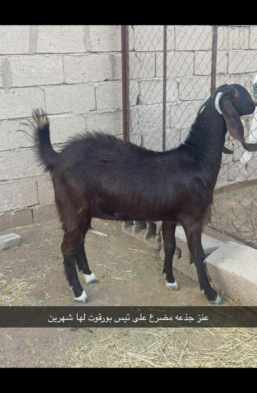 اربع معزاء للبيع