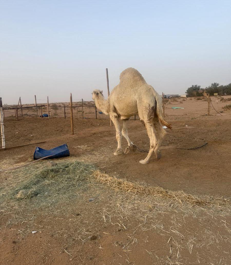 فحل علياني مشروط