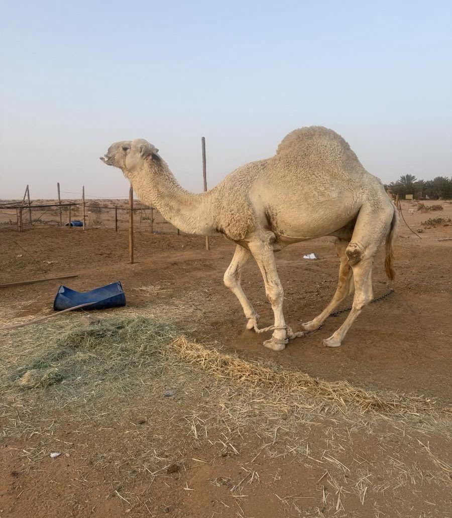 فحل علياني مشروط
