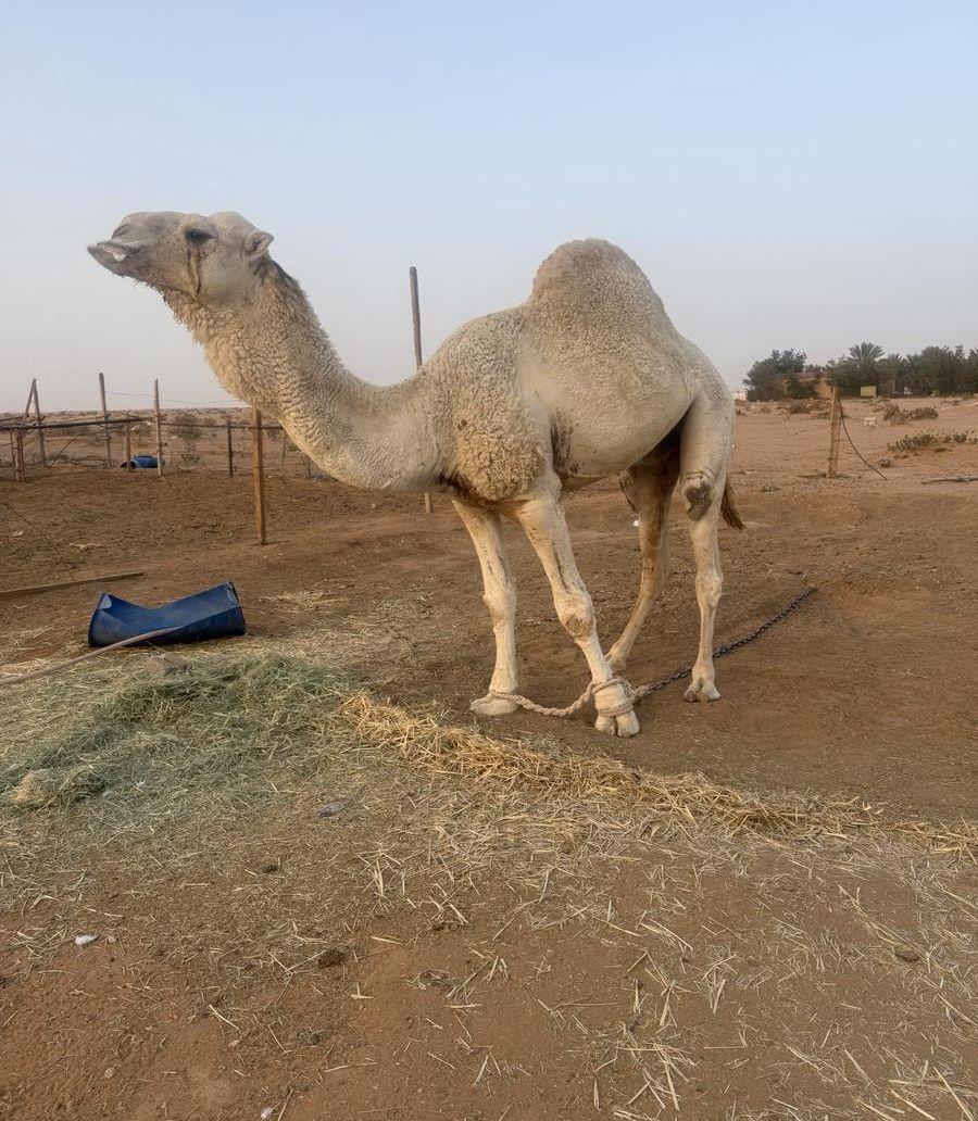 فحل علياني مشروط