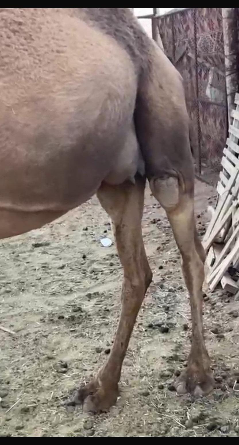 خلفه ناقه