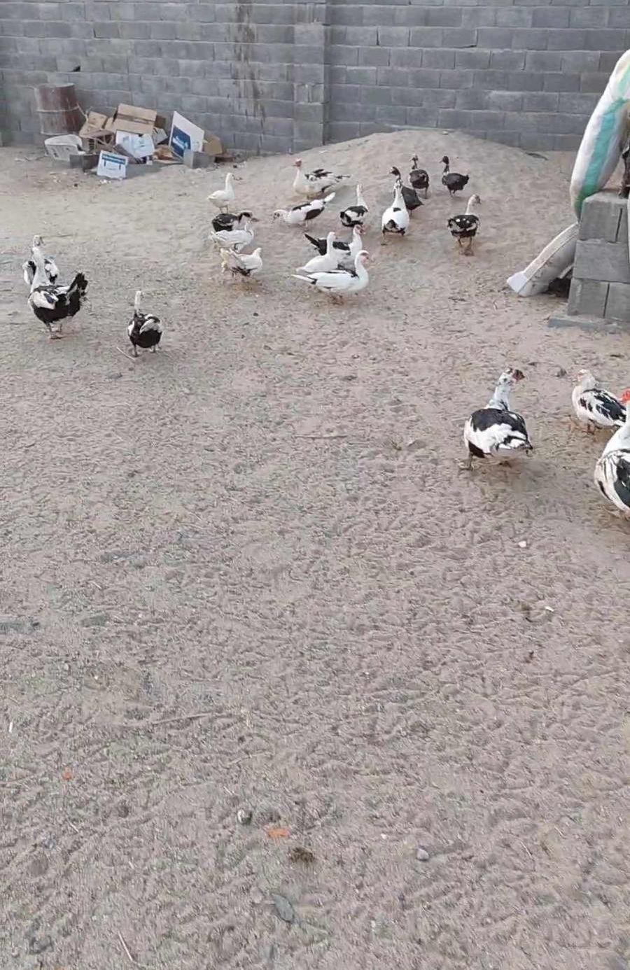 بط مصري للبيع