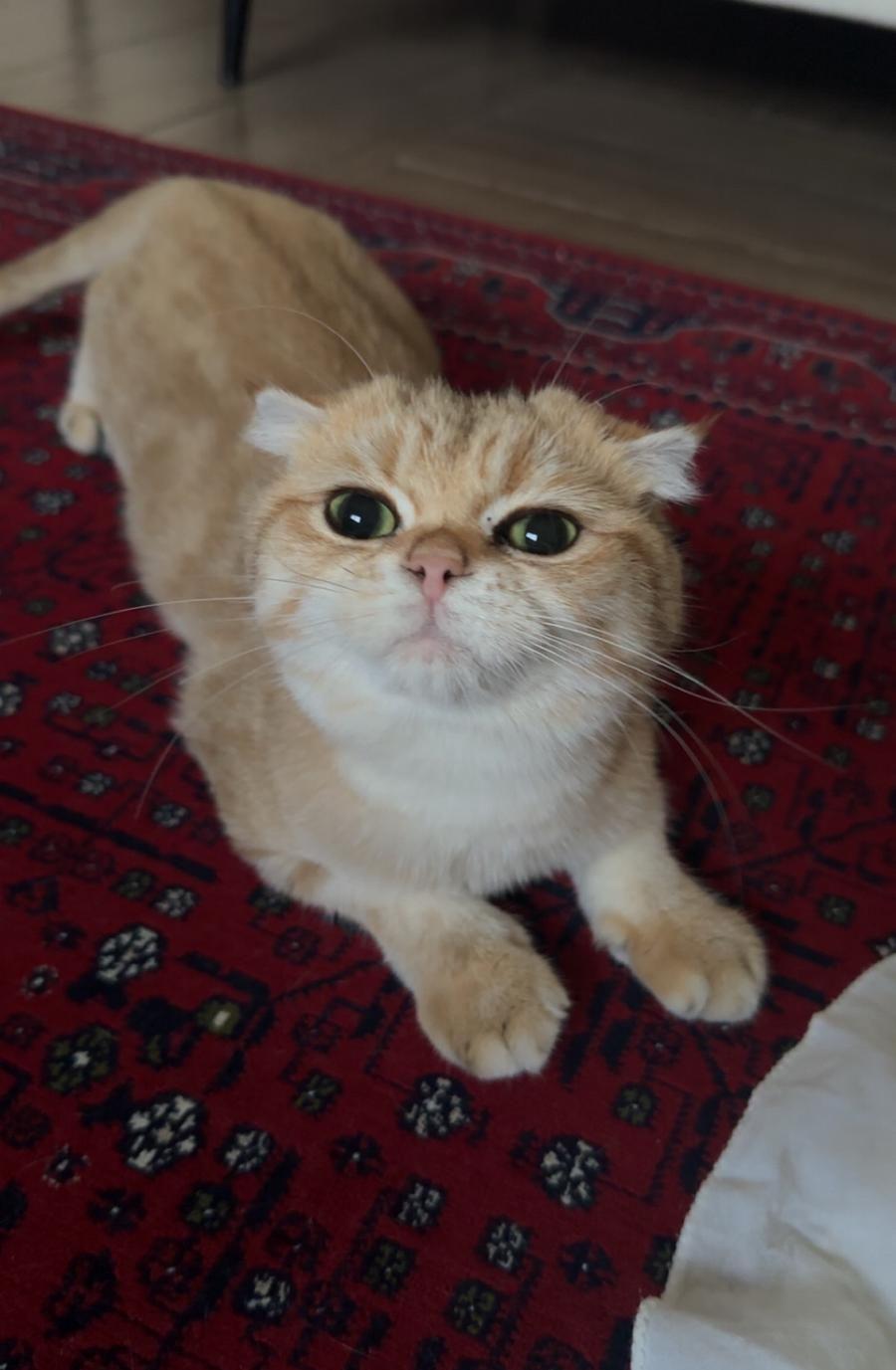 قطة