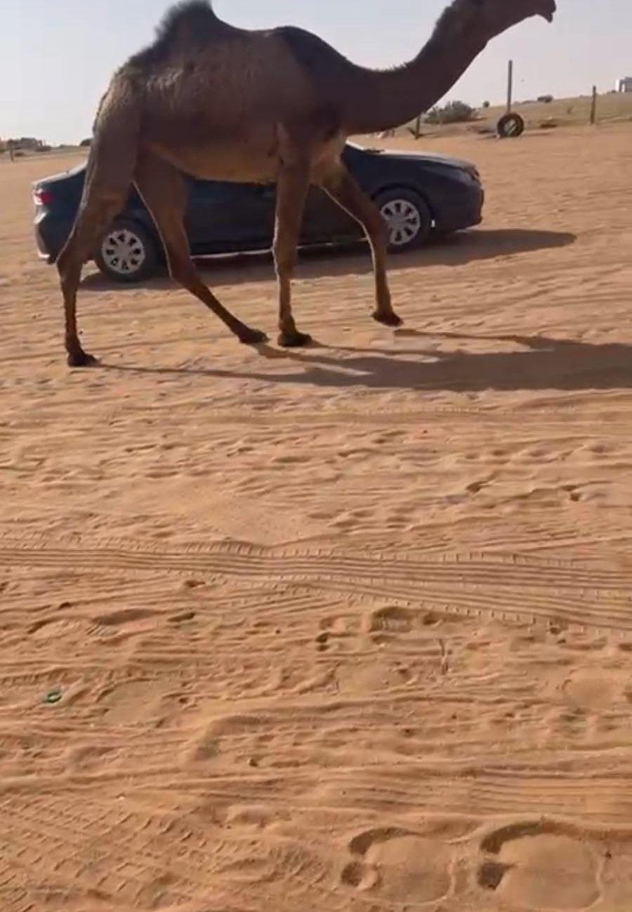 للبيع حقه صفراء