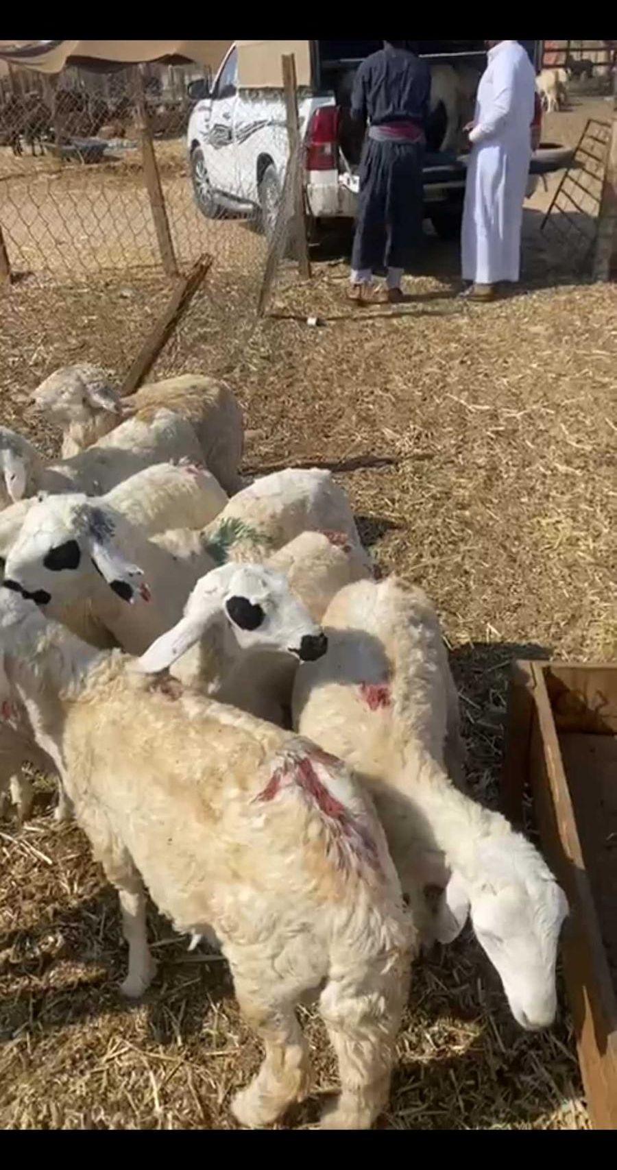 سواكني بيض طيبه