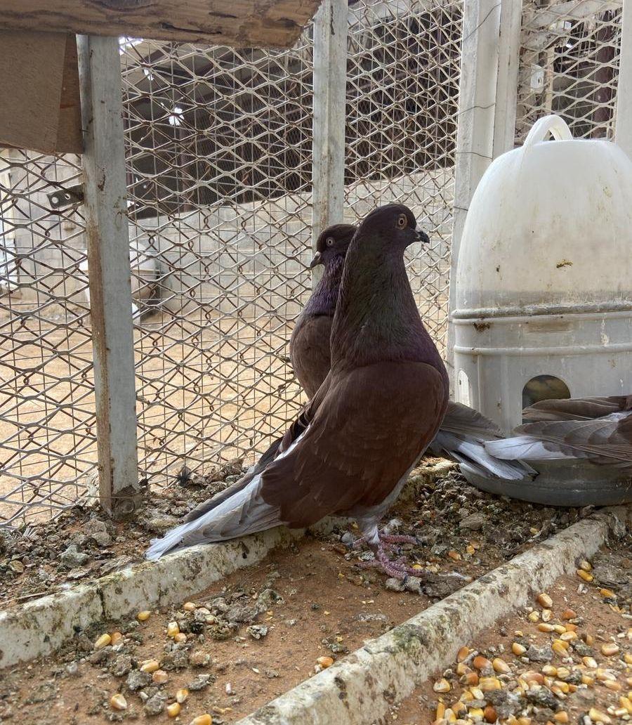 حمام مصري