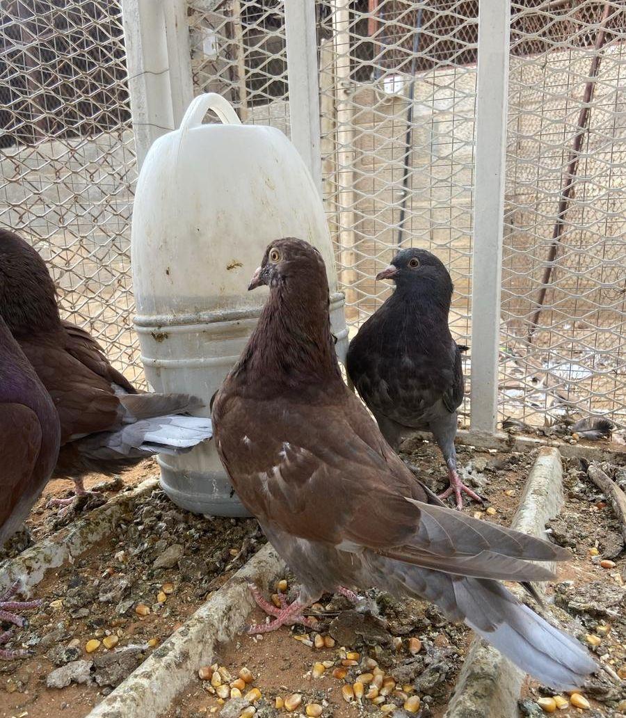 حمام مصري