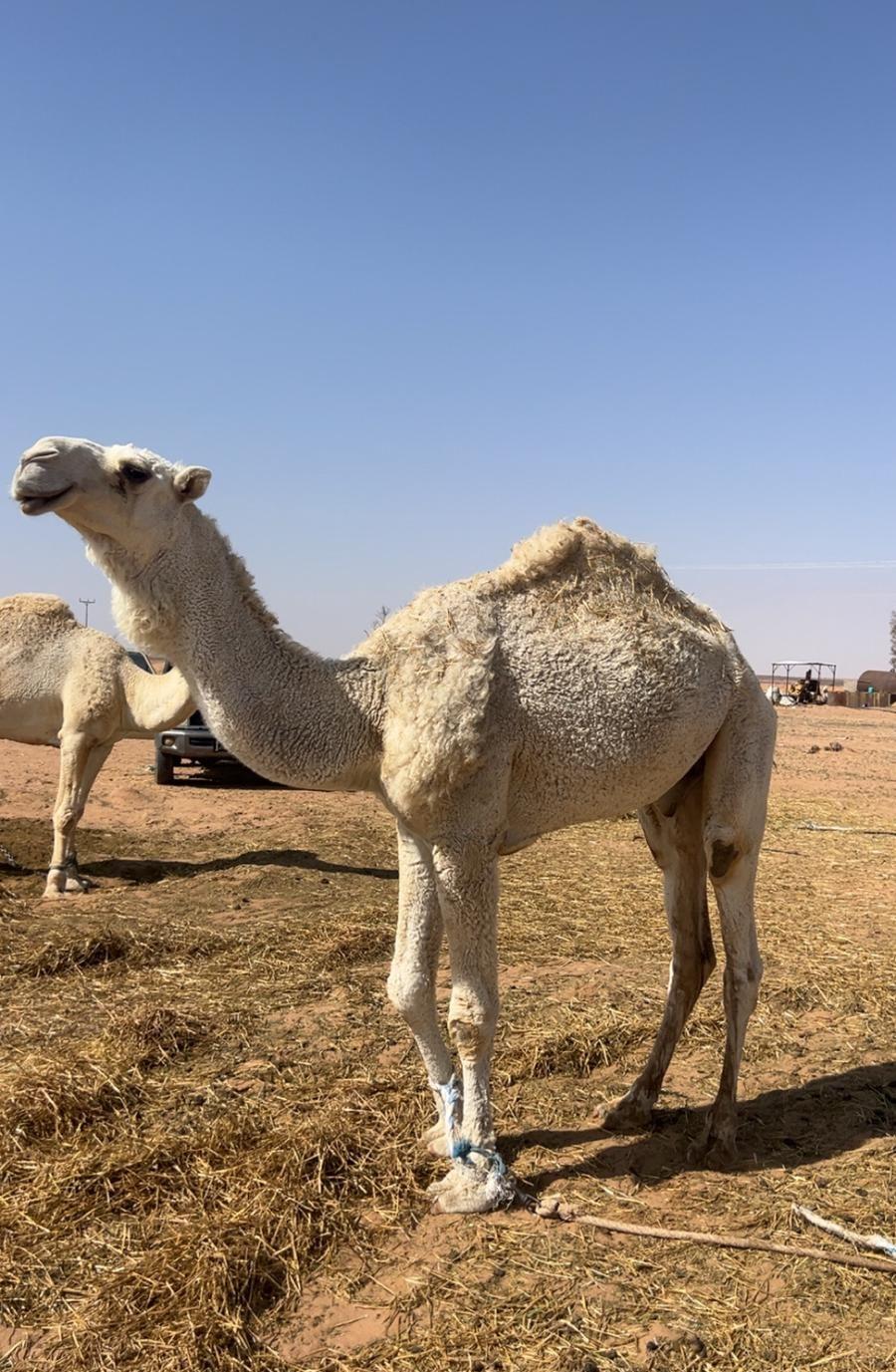 قعود جذع ما
