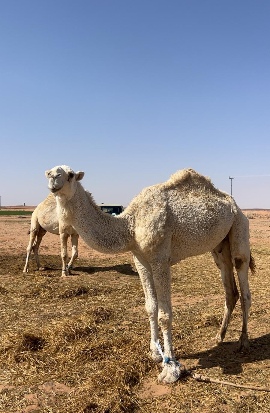 قعود جذع ما