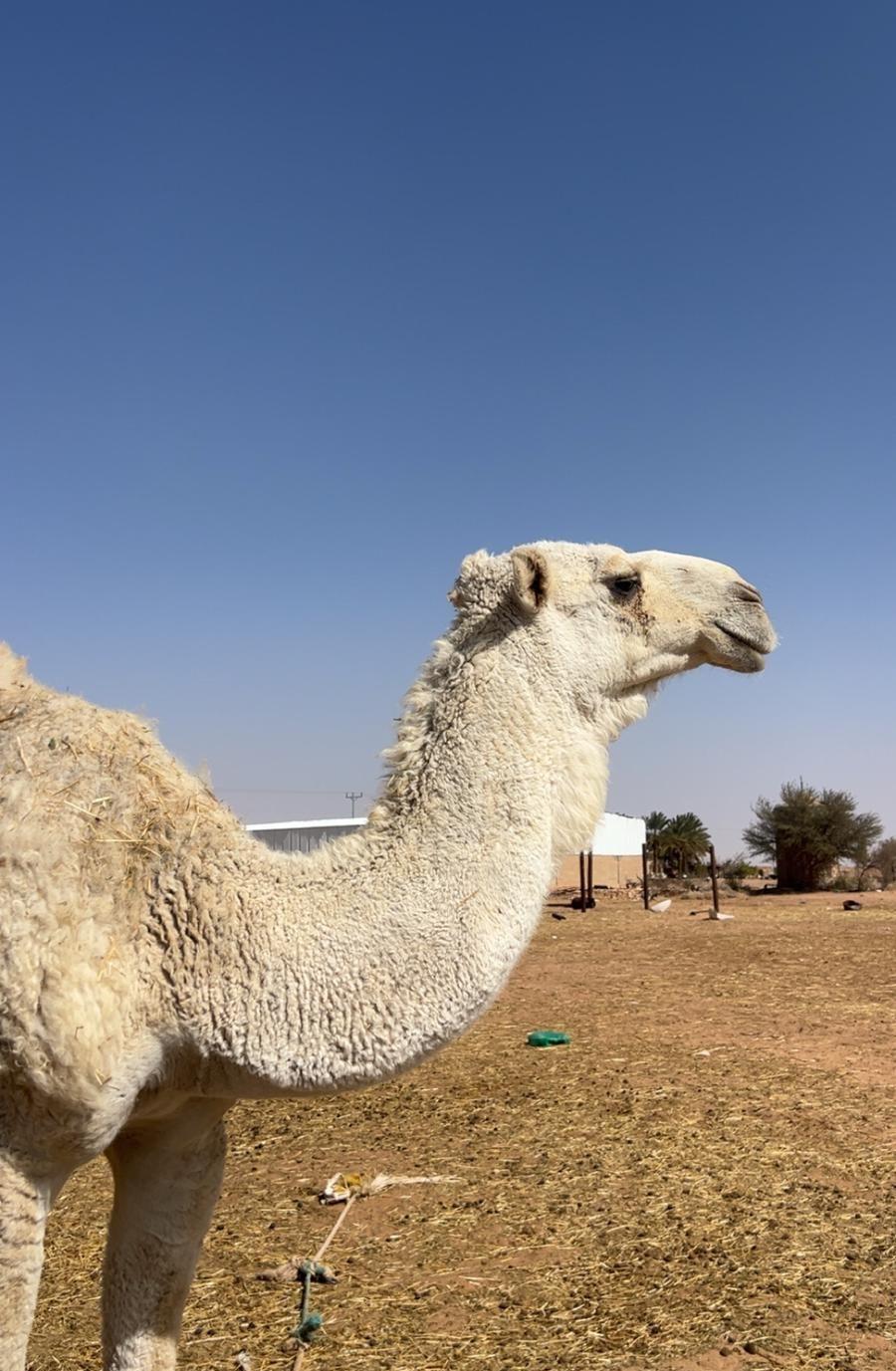 قعود جذع ما