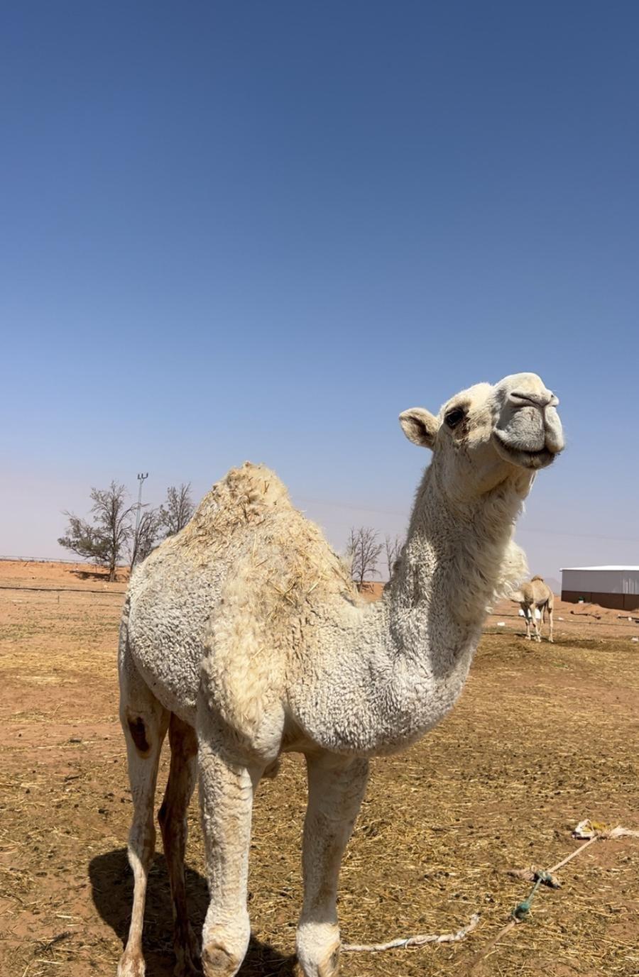 قعود جذع ما