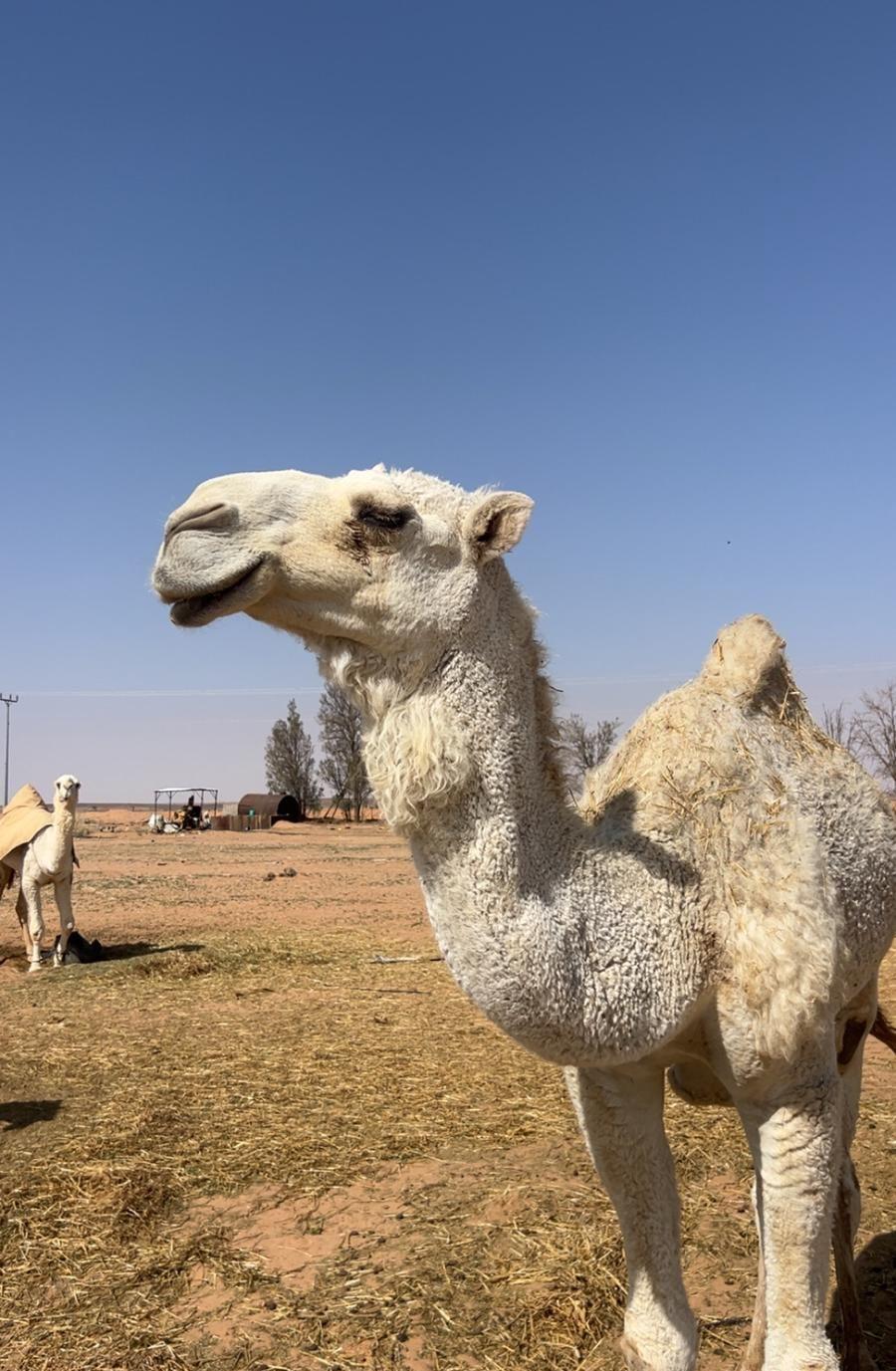 قعود جذع ما