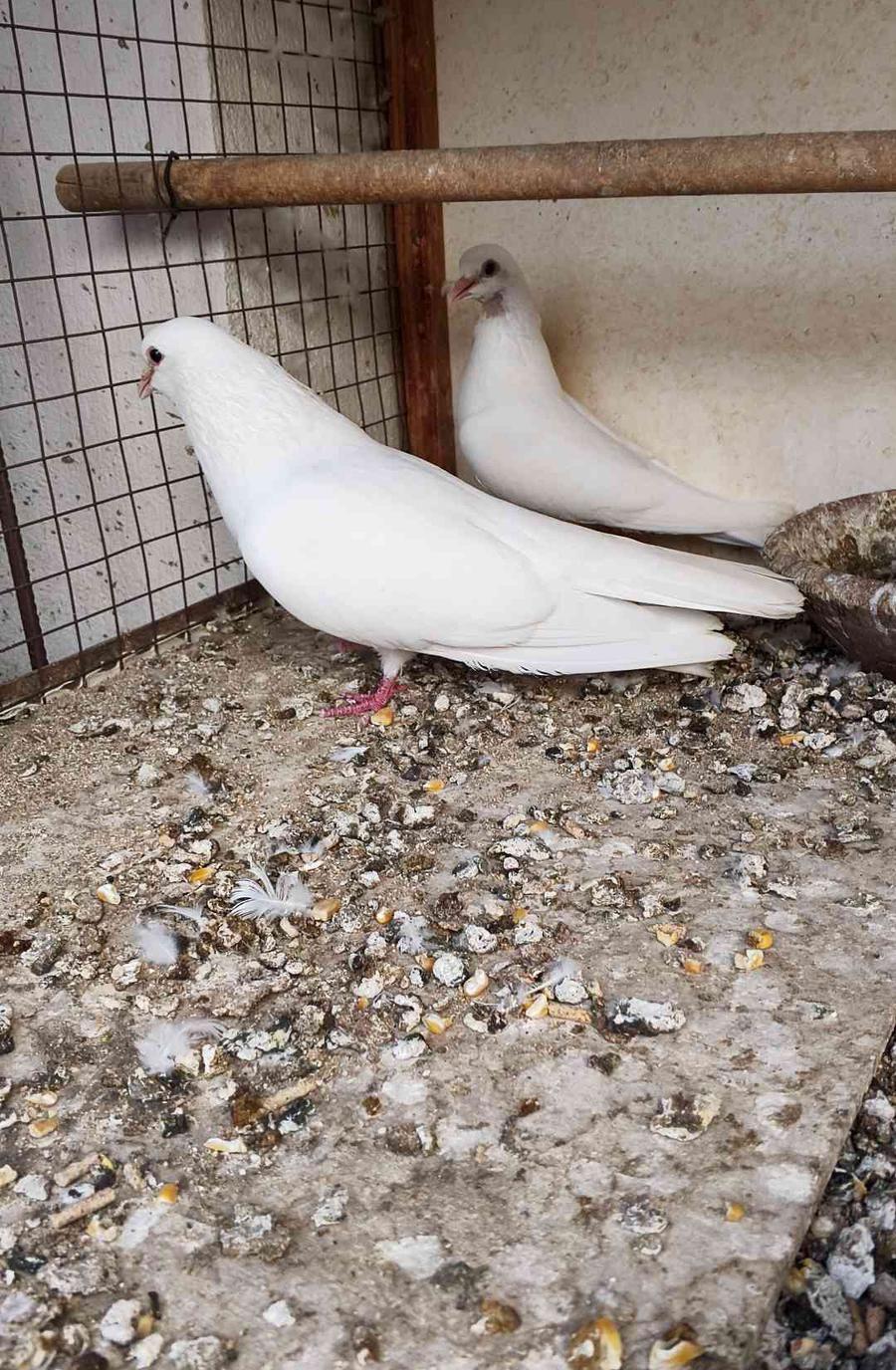 جوز صنعاني ابيض