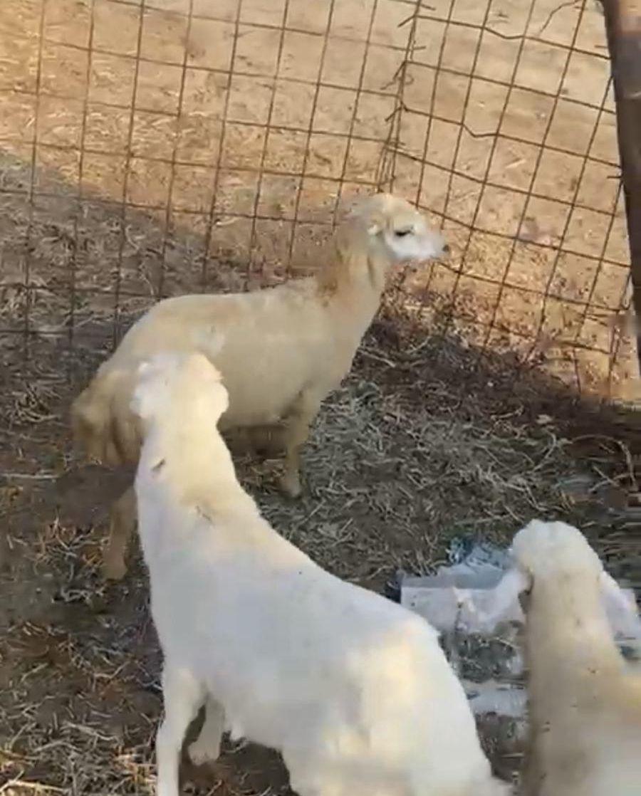 طليان ورخل رفيدي