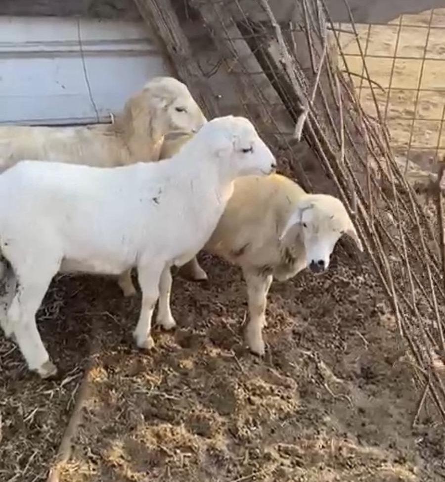 طليان ورخل رفيدي