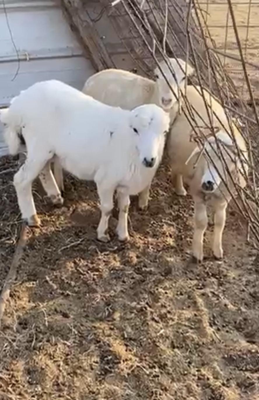 طليان ورخل رفيدي