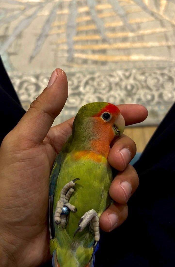 للبيع زوج روز