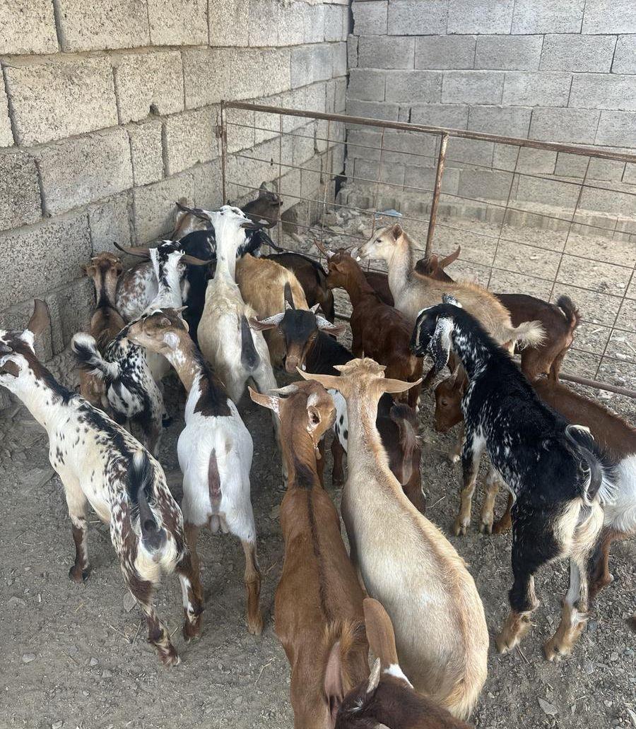 تيوس وعنقان بلدي