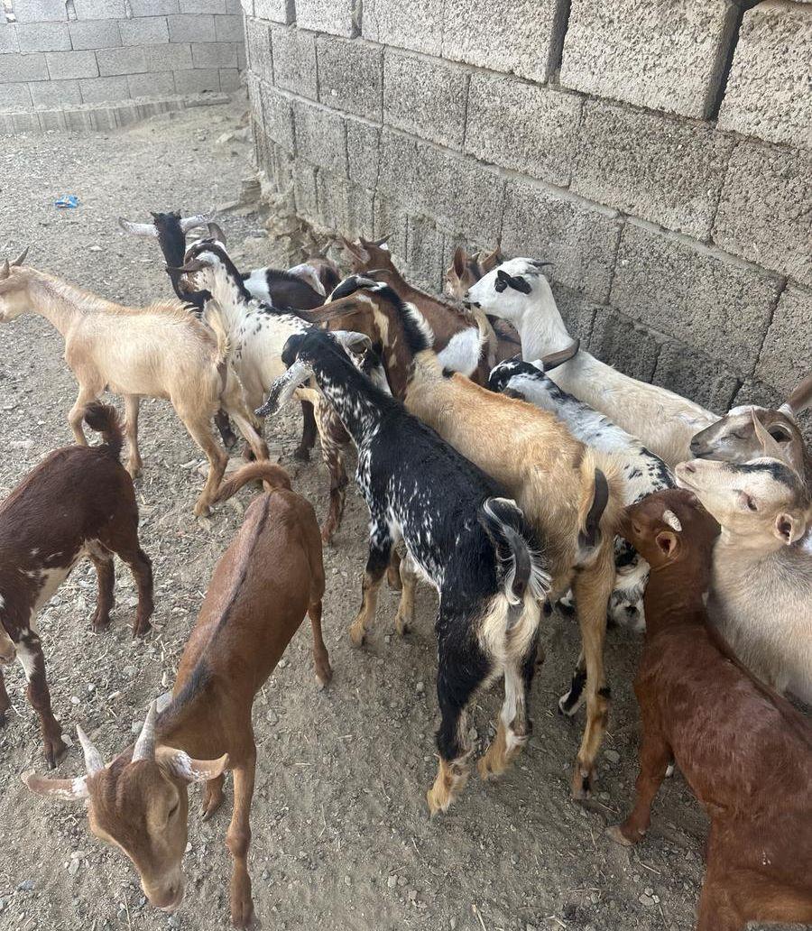 تيوس وعنقان بلدي