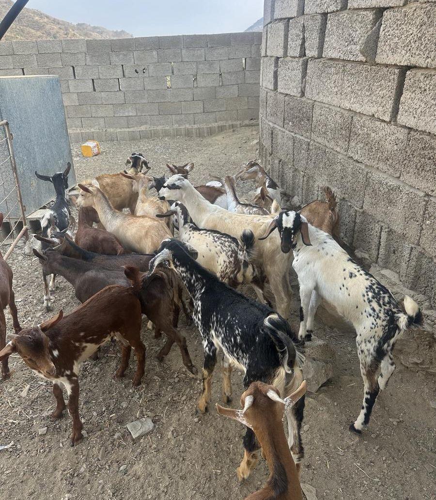 تيوس وعنقان بلدي