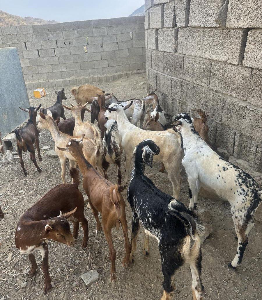 تيوس وعنقان بلدي