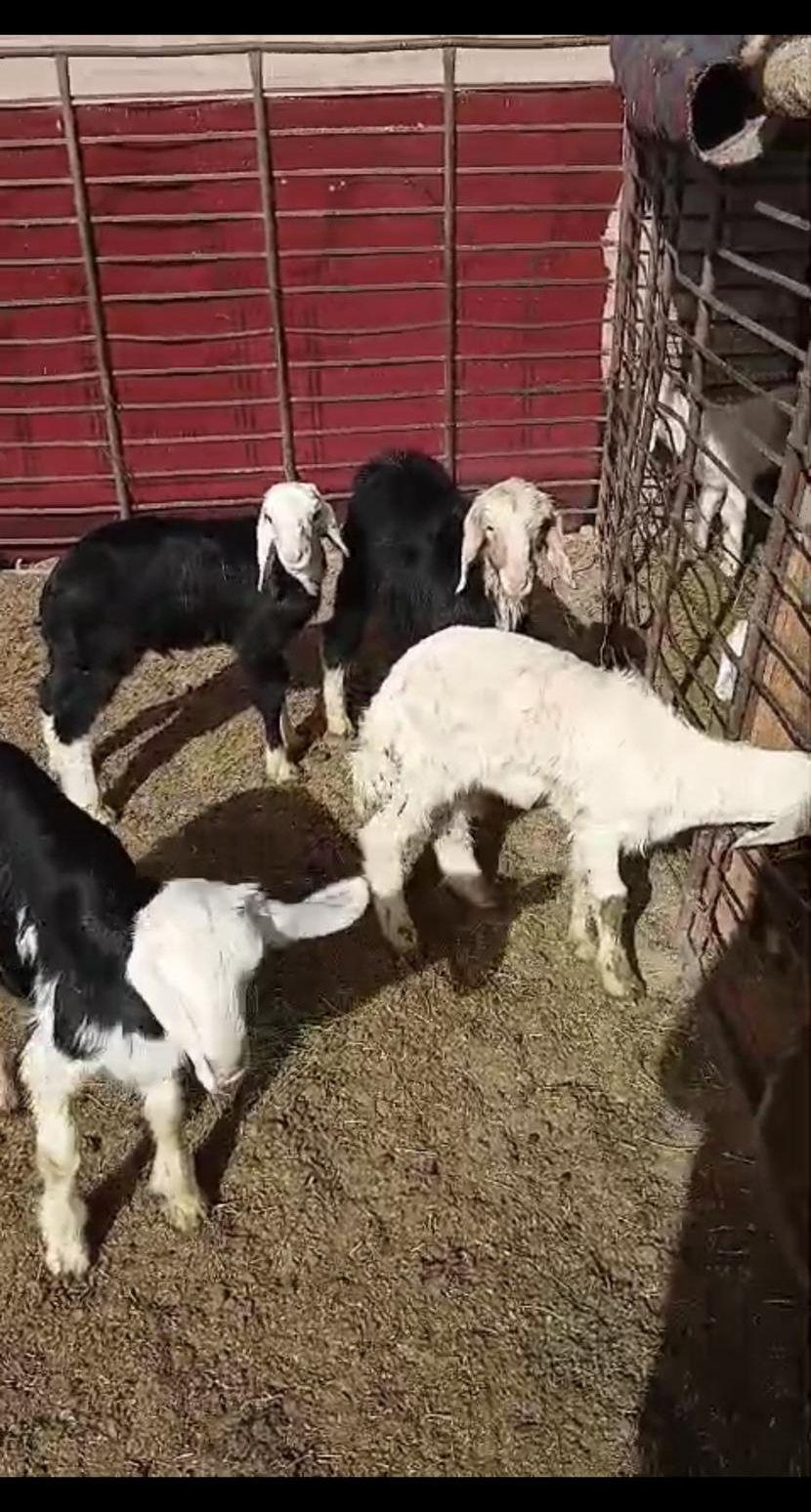 للبيع خمس خرفان