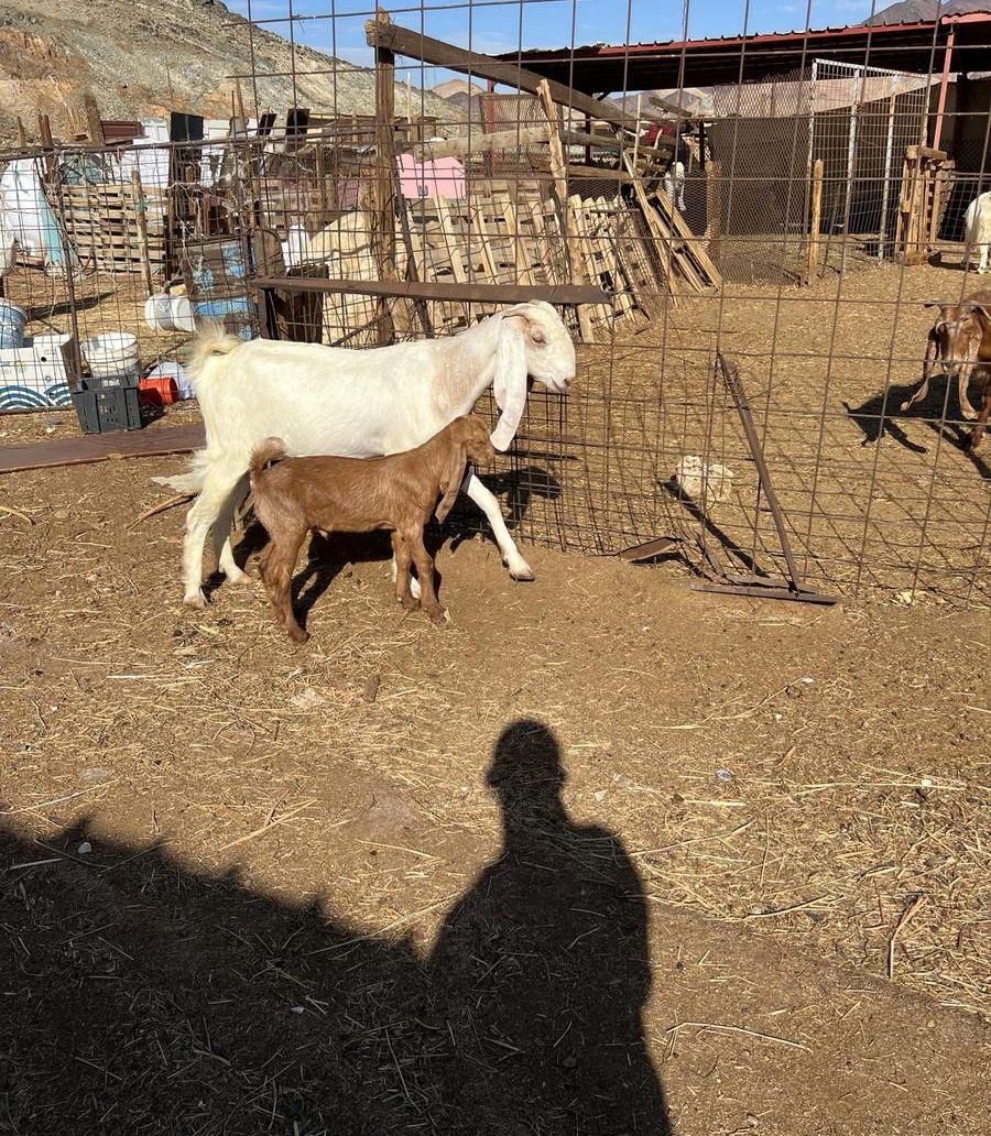 عنز هولنديه