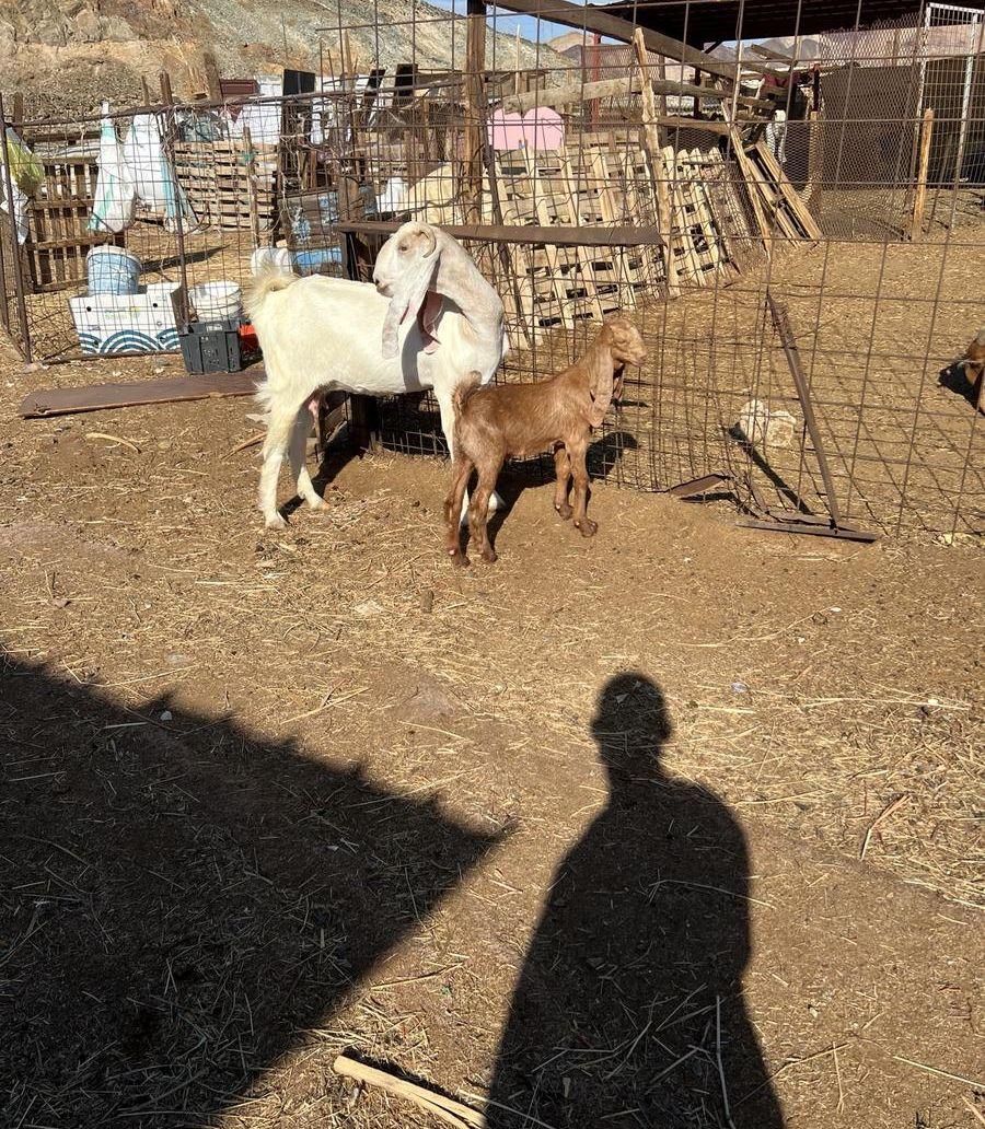 عنز هولنديه