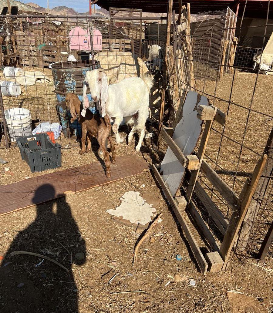عنز هولنديه