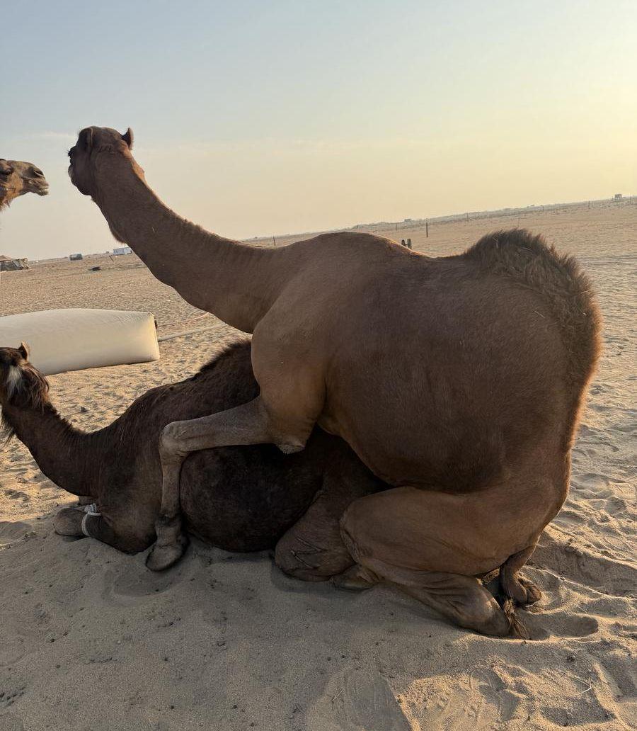 بعير احمر سنه