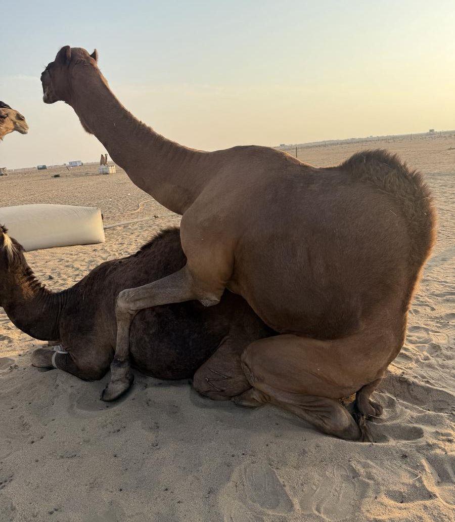 بعير احمر سنه