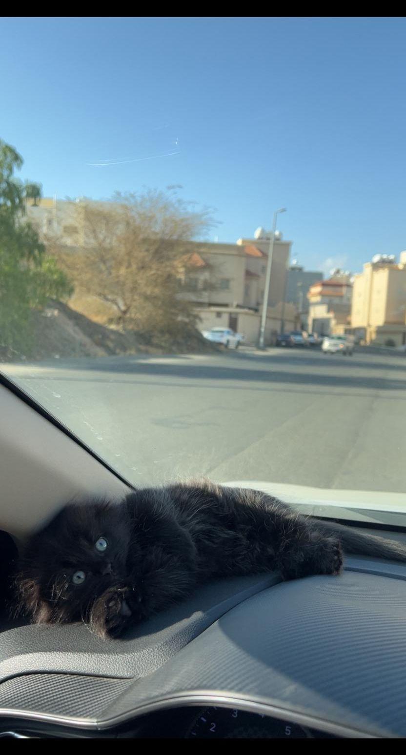 قطط - سكوتش
