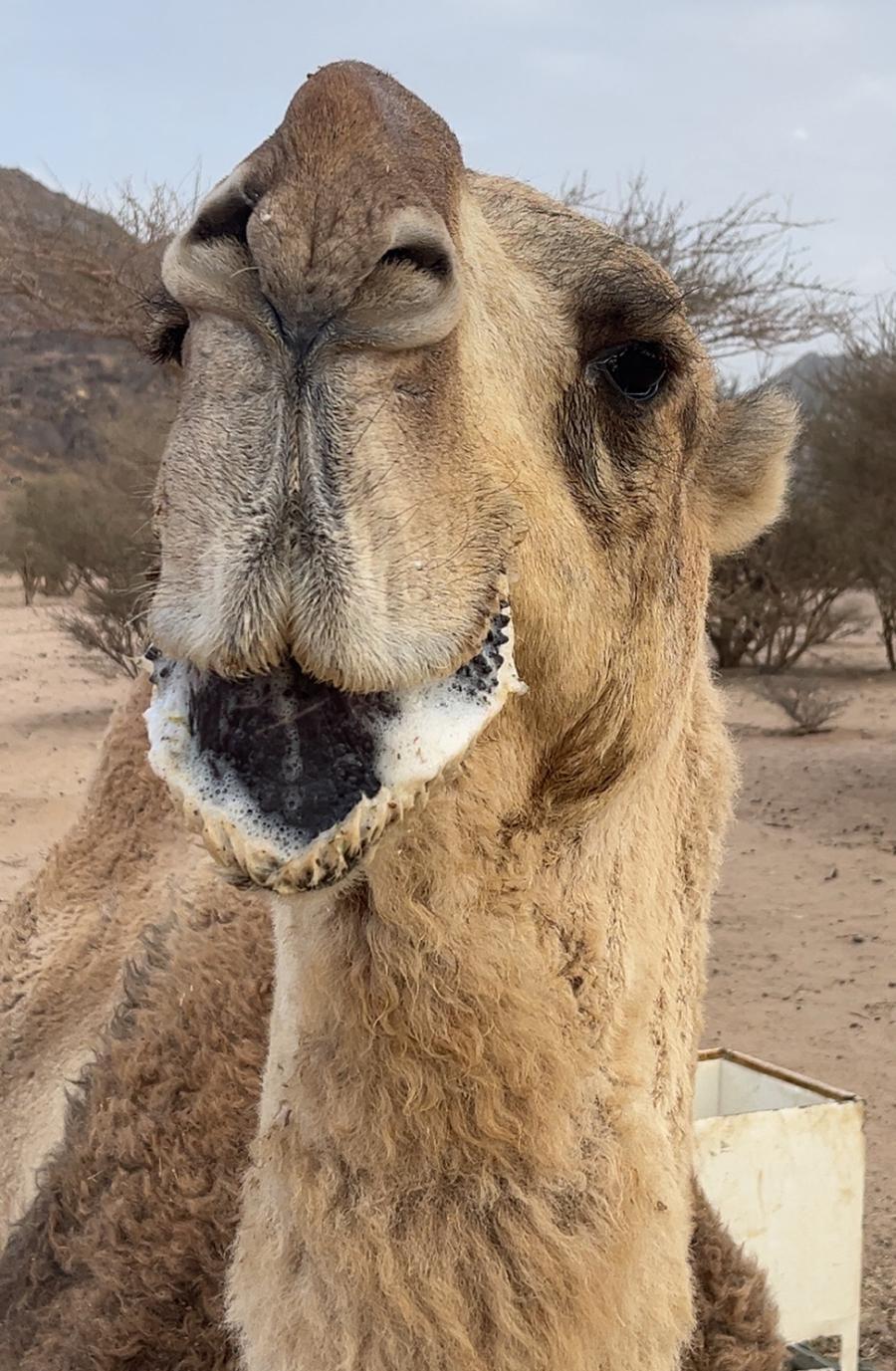 بعير على جميع