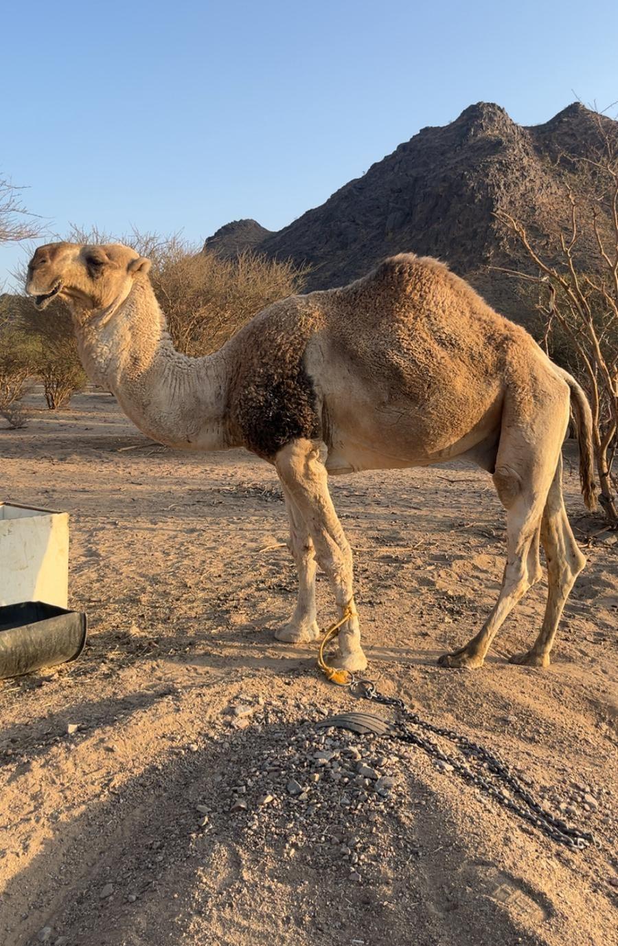 بعير على جميع