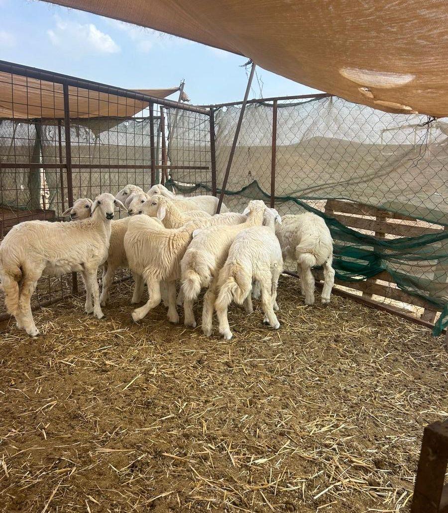 ذبائح طيبه للبيع