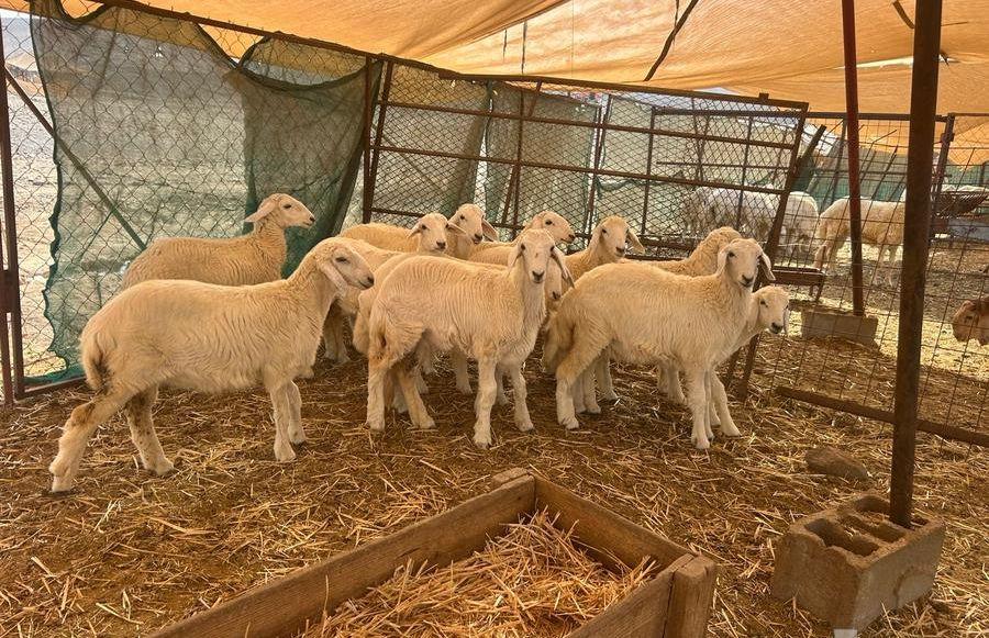 ذبائح طيبه للبيع