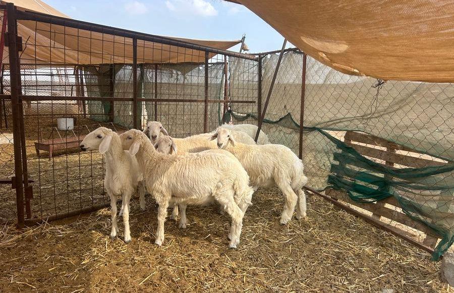 ذبائح طيبه للبيع
