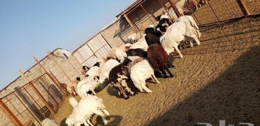 ذبائح طليان ورخال