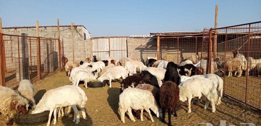 ذبائح طليان ورخال