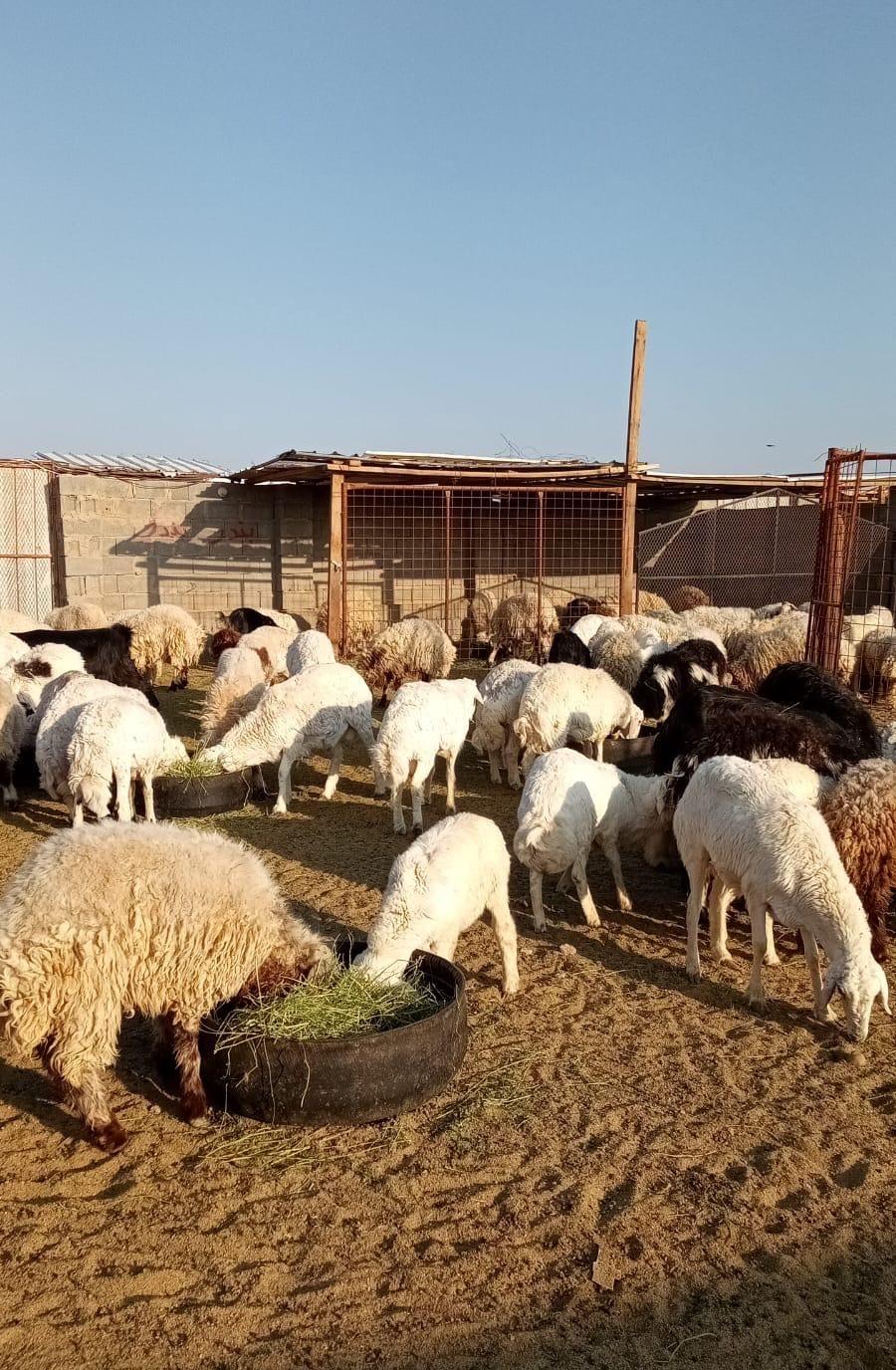 ذبائح طليان ورخال