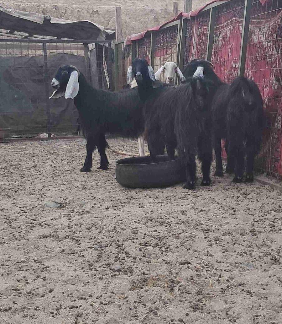 عماعز عوارض
