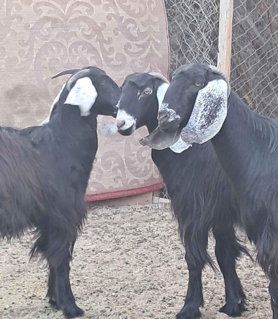 عماعز عوارض