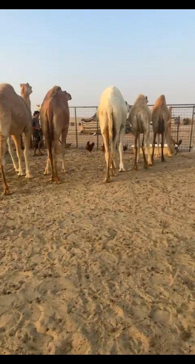 حشو عدد6 سمان