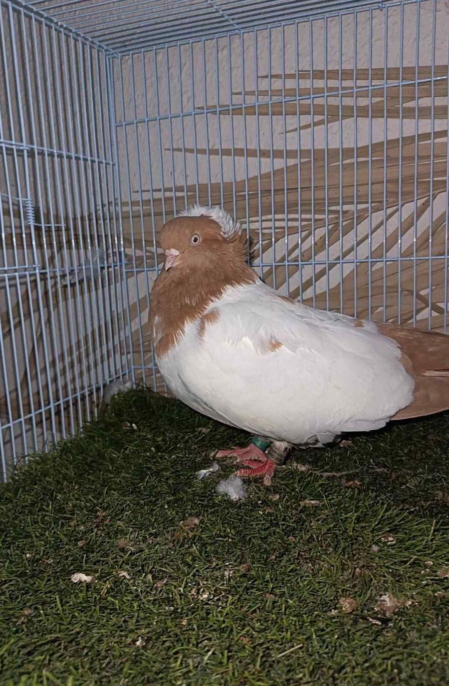 جوز سوداني