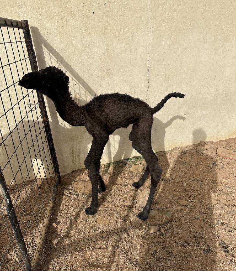 حوار ضيار عمره